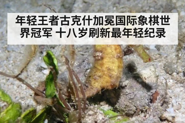 年轻王者古克什加冕国际象棋世界冠军 十八岁刷新最年轻纪录