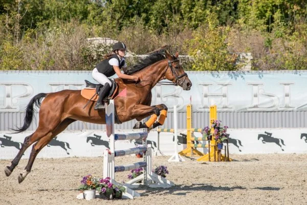 show jumping competition